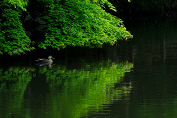大宮池の新緑のモミジとカモ 鳥取県 樗谿公園