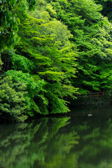 大宮池の新緑のモミジとカモ 鳥取県 樗谿公園