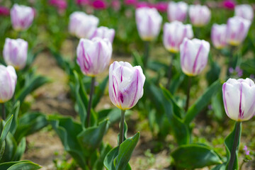 Beautiful tulip flower garden. The Expo 70 Commemorative Park, Osaka, Japan