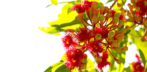 Green leaves of eucalyptus tree with red flower