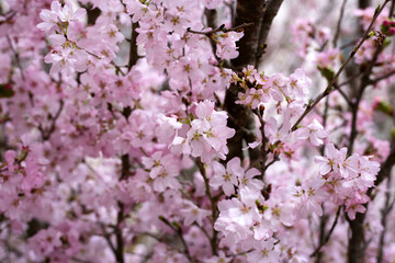 Branches of sakura flowers, cherry blossom