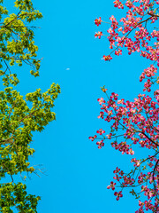 The moon in the blue sky with leaves of a tree on the left side and pink flowers of a dogwood tree on the right side