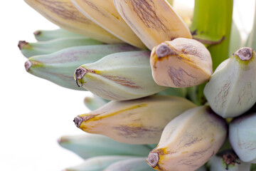 Fresh banana fruit, Silver bluggoe or Musa ABB group banana