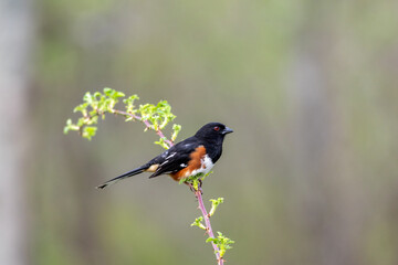 Male Eastern Towhee, Pipilo erythrophthalmus, perched on single branch looking green muted background copy space