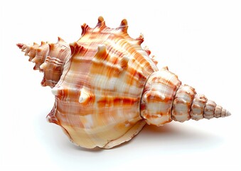 High-Quality Image of a Seashell Isolated on White Background