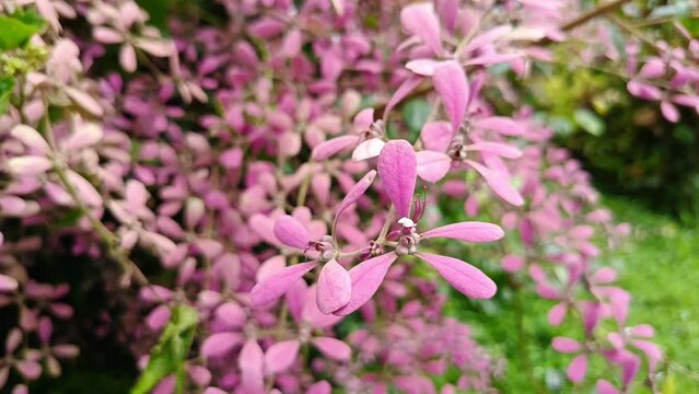 Close up view of shower orchid flower, Congea tomentosa, sway by the wind.