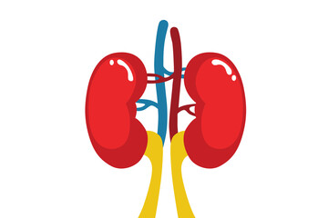 The kidneys are two reddish-brown bean-shaped blood-filtering organs that are a multilobe multibacillary form of mammalian kidney, usually without signs of external lobulation.
