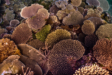 close up of a coral