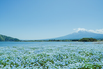 富士山とネモフィラと河口湖