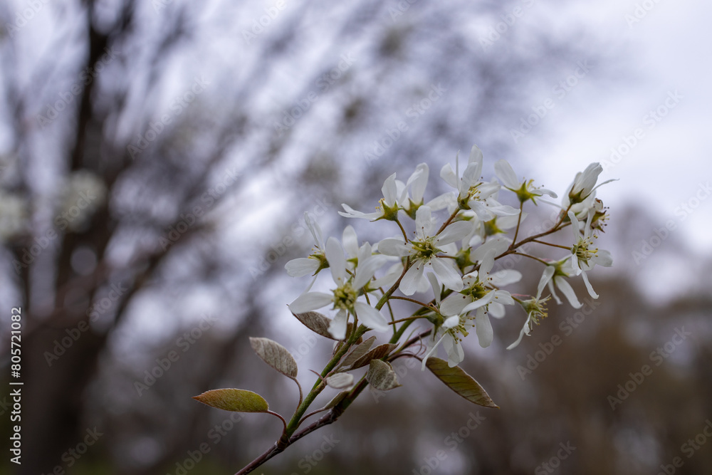 Canvas Prints defocused abstract texture background of flowers emerging on a serviceberry (amelanchier) tree in ea
