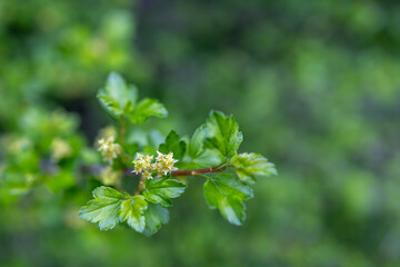 Defocused abstract texture background of young leaves and flowers emerging on an alpine currant (ribes alpinum) bush in early spring