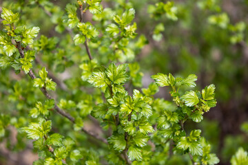 Defocused abstract texture background of young leaves and flowers emerging on an alpine currant (ribes alpinum) bush in early spring