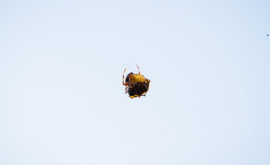 ARAÑA AMBAR