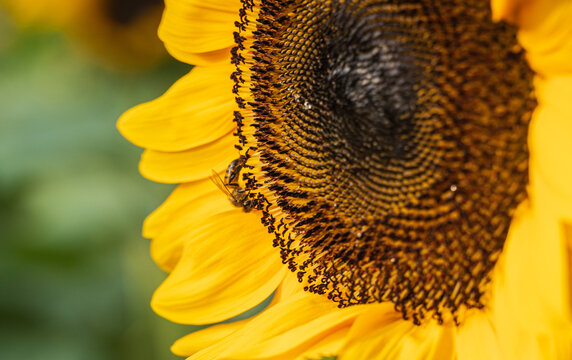 GIRASOL Y AVEJA