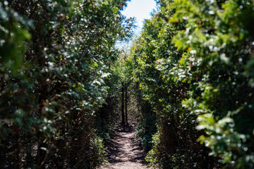 Diminishing perspective at the green maze tunnel.