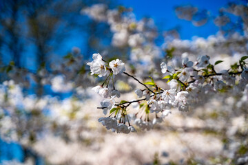 Beautiful sakura flower (cherry blossom) in spring. sakura tree flower on blue sky.