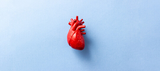 Anatomical model of the human heart on blue background. Cardiology banner. Organ transplant and...