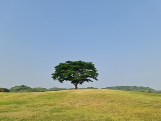 Big tree on a hill with green and yellow grass , the blue sky for making background with the feeling of calm happy relax 
