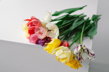 A collection of tulips in various hues, including red, pink, yellow, and white, are neatly arranged in a row with leaves. The plain white backdrop accentuates the beauty and colors of the flowers