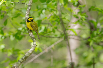 Hooded Warbler