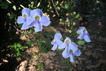 Closeup of blue trumpet vine flowers or Thunbergia grandiflora in dark background.