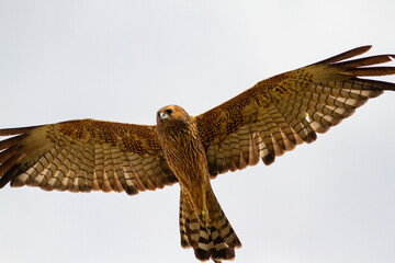 Australian Spotted Harrrier in flight