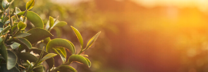 Banner Green tea tree leaves camellia sinensis organic farm sunlight. Panorama Fresh young tender...