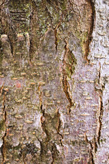 bark of a tree