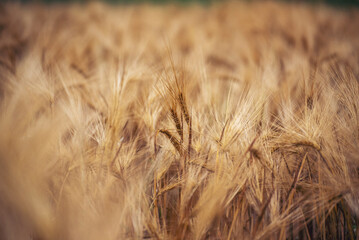 Dry barley golden field pasture farmland. Barley wheat agriculture field ingredient for bread grain...