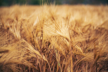 Naklejka premium Dry barley golden field pasture farmland. Barley wheat agriculture field ingredient for bread grain cultivated in produce agricultural. Ripe barleys on evening sunset. cultivated natural farmland