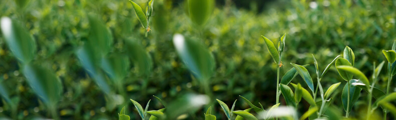 Banner Green tea tree leaves field young tender bud herbal Green tea tree in camellia sinensis organic farm. Panorama Fresh Tree tea leaf plant green nature in herbal farm background with Copy Space