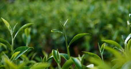 Green tea tree leaves field young tender bud herbal Green tea tree in camellia sinensis organic farm. Close up Fresh Tree tea plantations mountain green nature in herbal farm plant background morning