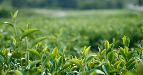 Obraz premium Green tea tree leaves field young tender bud herbal Green tea tree in camellia sinensis organic farm. Close up Fresh Tree tea plantations mountain green nature in herbal farm plant background morning