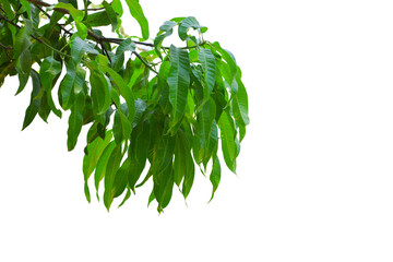 Mango tree branch cutout, greenery tree branch foliage