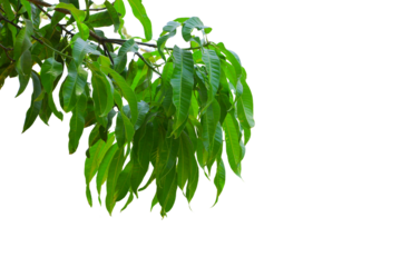 Mango tree branch cutout, greenery tree branch foliage