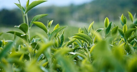 Green tea tree leaves field young tender bud herbal Green tea tree in camellia sinensis organic farm. Close up Fresh Tree tea plantations mountain green nature in herbal farm plant background morning