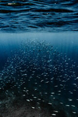 Lot of Fish under the surface