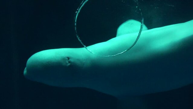 Beluga whale, Delphinapterus leucas, creates a bubble ring underwater. Closeup shot of White whale. 4K