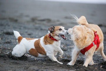 喧嘩をする犬達