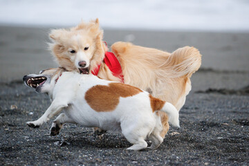 じゃれあう犬