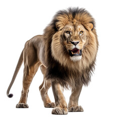 illustration of lion attacking standing, Isolated on transparent PNG background, Generative ai