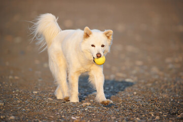 ボールを咥えて散歩する白い犬