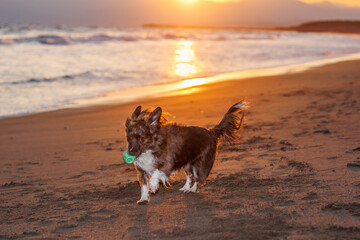 夕日が沈む海をバックに遊ぶミックス犬