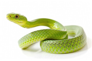 Obraz premium Eastern Green Mamba, isolated on white