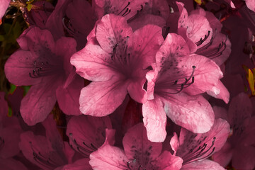 maroon color flowers