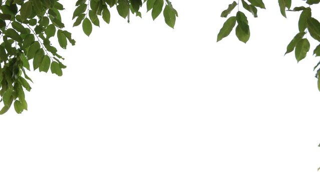 green leaves frame, leaf isolated on white background 