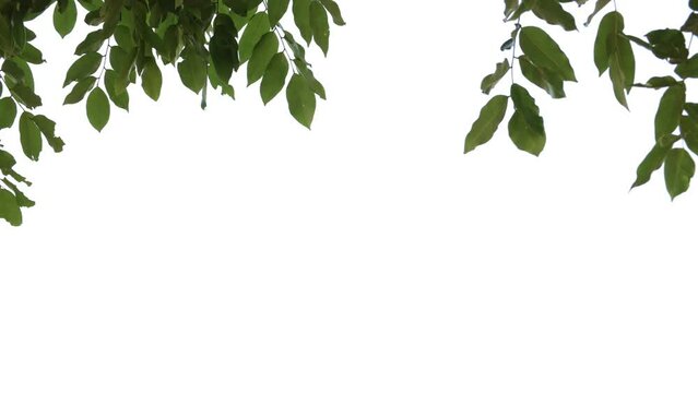 bamboo leaves frame