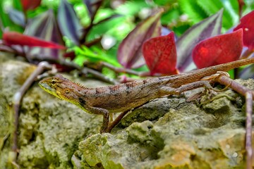 Chameleon perched on a log.
