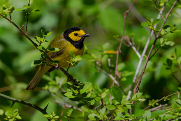 Hooded Warbler