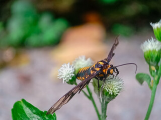 Macro photo of a butterfly close-up,Eressa confinis is a moth of the family Erebidae.